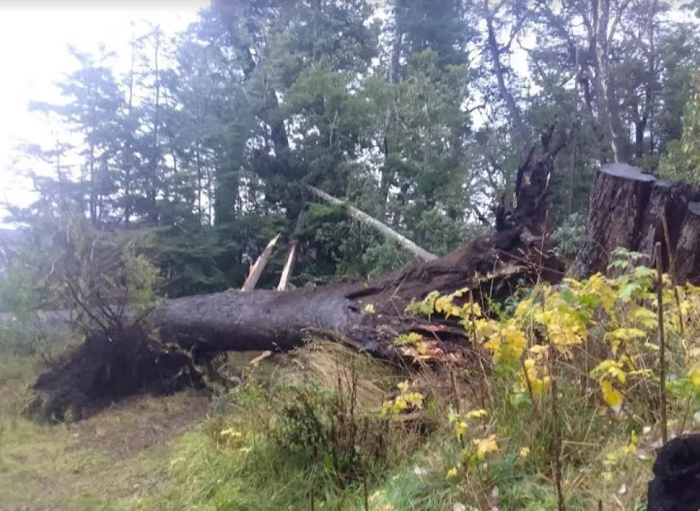 "En plena tormenta de viento y agua, se acostó Boreal, mi viejo amigo cohiue"
