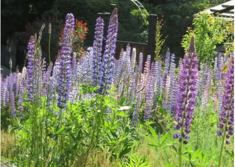 Invitan al taller “Cómo construir un jardín amigable con la naturaleza”