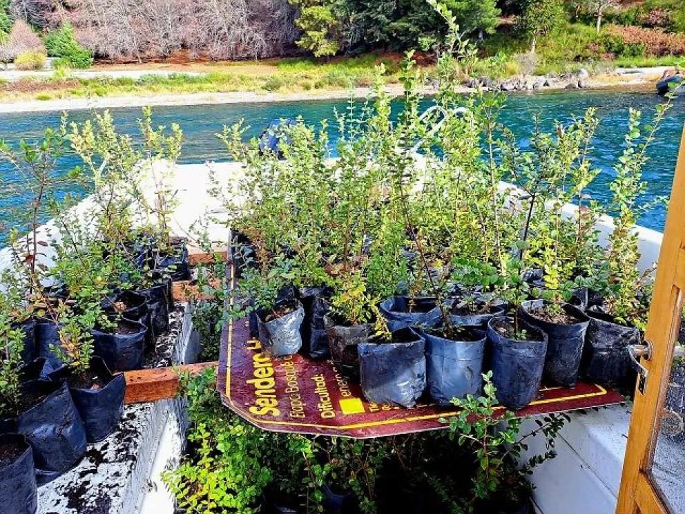 Parques resiembra 400 Arrayanes en la península